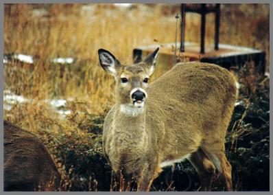 Deer visiting the WLC site.